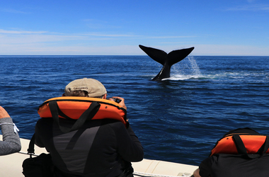 Avistaje Tradicional vs Avistaje Submarino: ¿Cuál Conviene Elegir en Puerto Madryn?